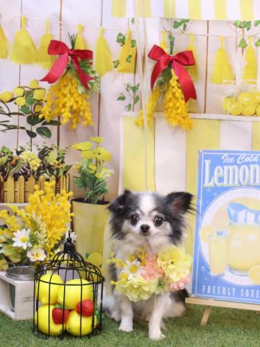 20240409マイアちゃん